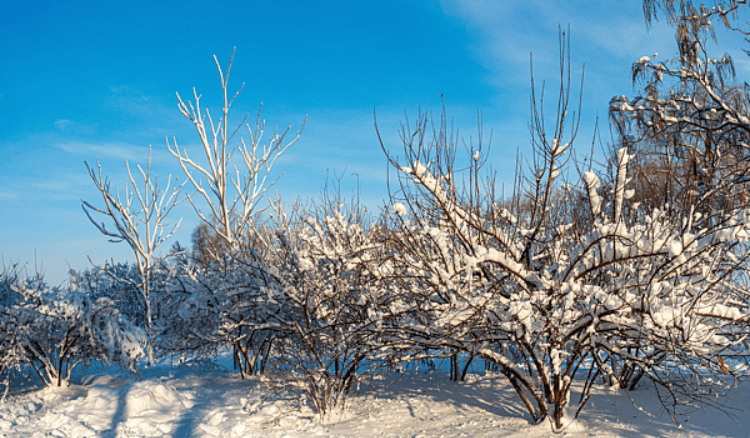 今日大雪：仲冬時(shí)節(jié)開(kāi)始 北方降雪增多寒徹骨 南方降雨為主