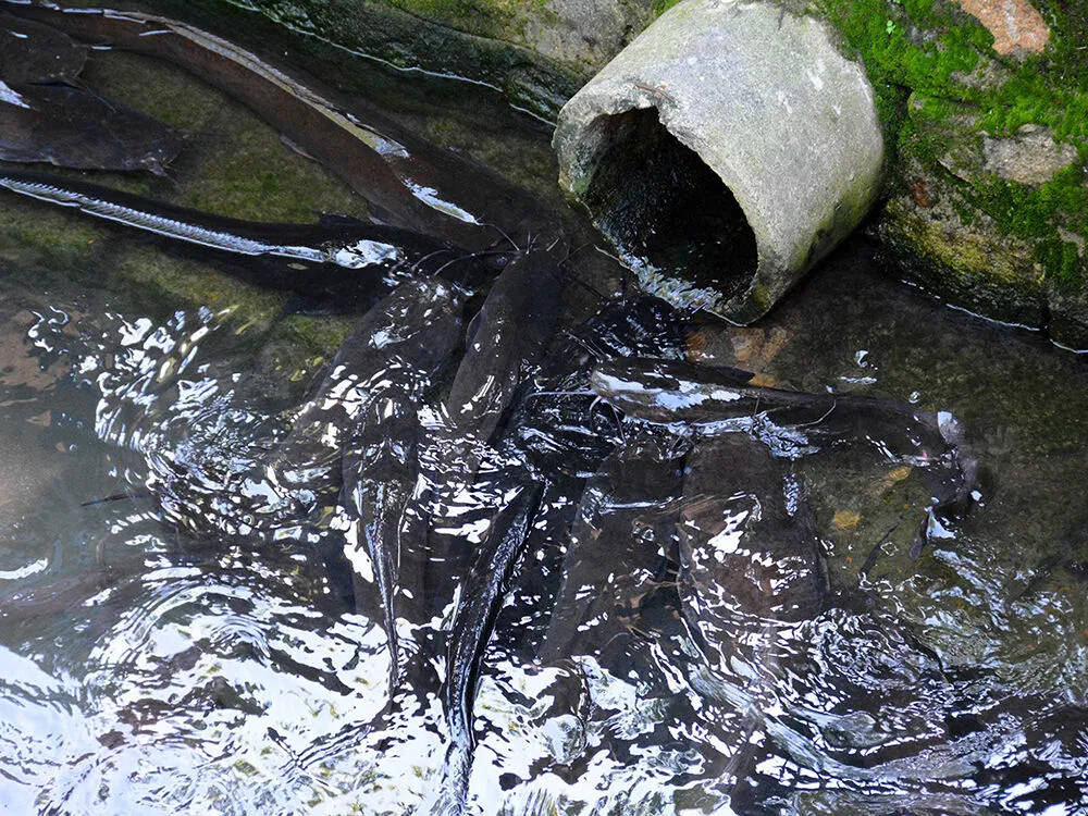 廣西南寧下水道清淤時(shí)捕獲大量鯰魚，視頻拍攝者猜測可能用于疏通下水道