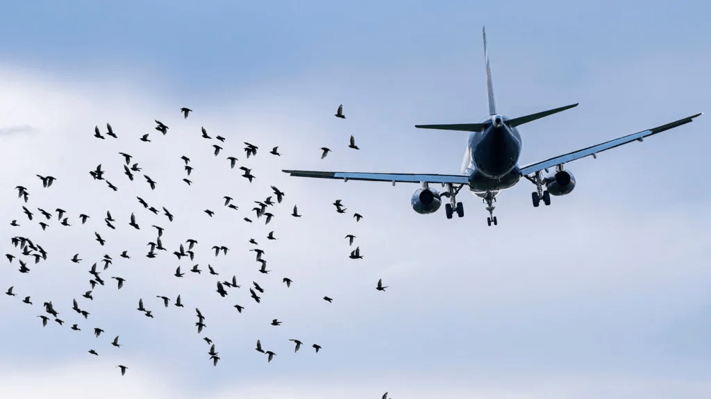 航空專家：撞鳥本身通常難以導(dǎo)致飛機(jī)墜毀