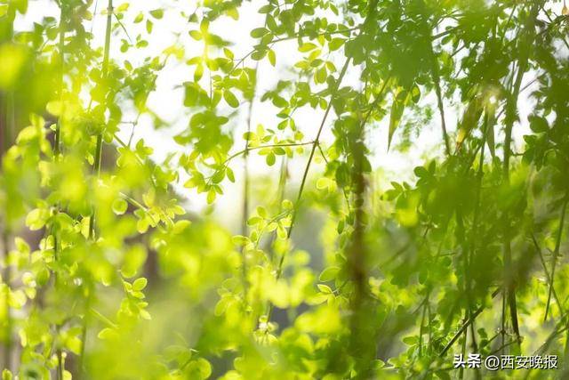 25℃+！西安“火箭式”升溫！但需警惕→